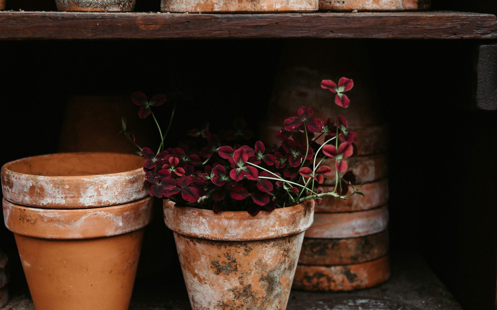 Terracotta pots on dark shelves