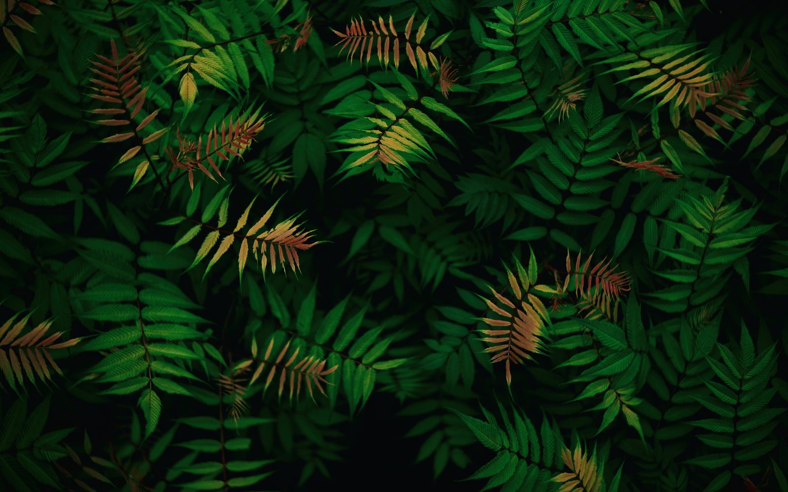 Dark, lush fern leaves