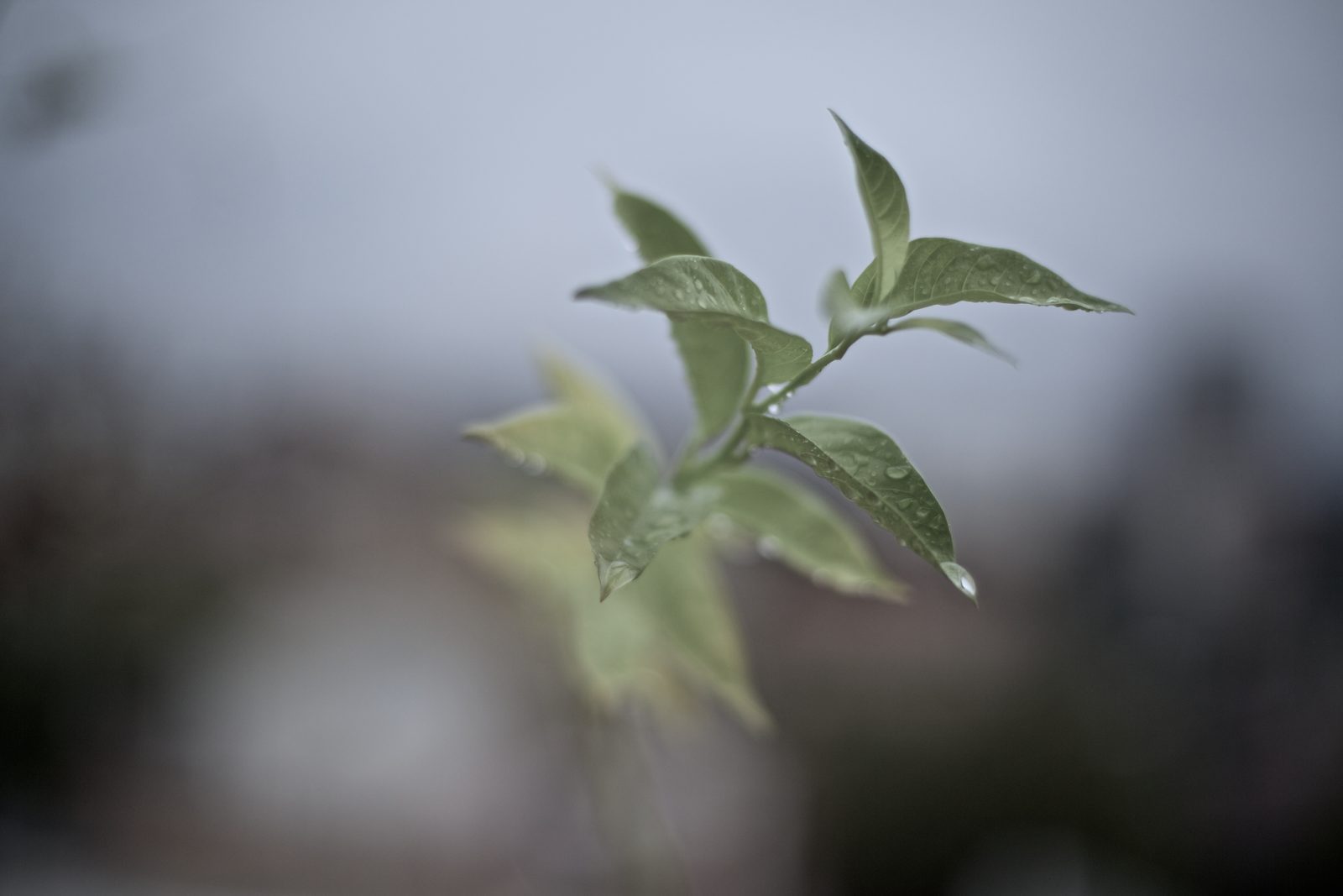 A dew-covered leaf up close
